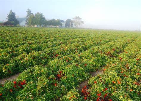 #TomatoFarming

Tomatoes take 105 to 160 days to mature from seed.
They grow in rich, fertile soil or peat-free potting compost in a sunny, sheltered location. Water the plants on a regular basis, and once they start flowering, fertilize them weekly with a high-potash fertilizer