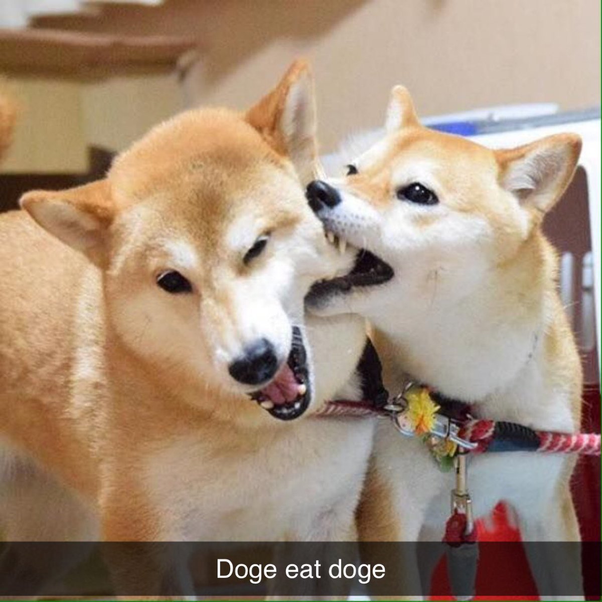 NFT Only tweet media