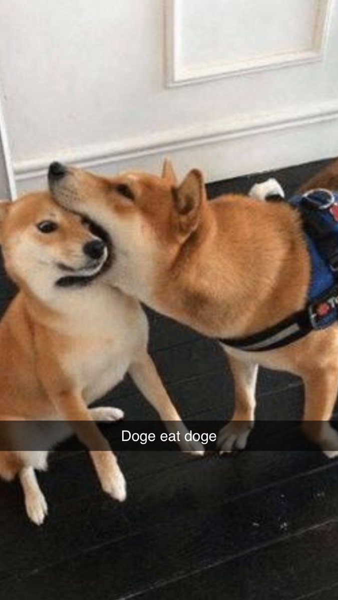 Friendly reminder to buy the dip #OMNOM 

Doge Eat Doge #DogeEatDoge $OMNOM 

The first meme on $DOGE is Undervalued