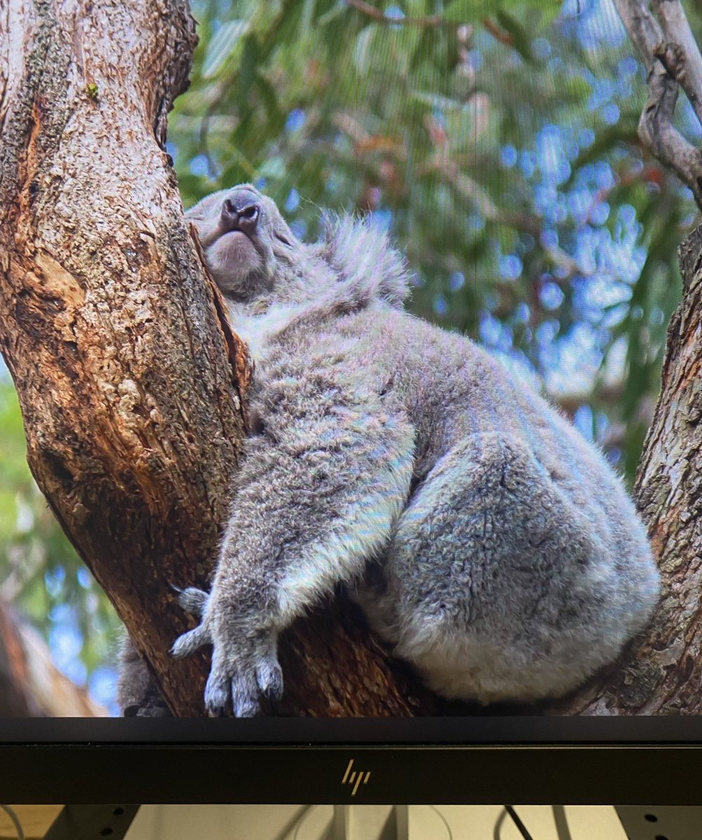 Today’s Bing wallpaper is supremely Mondayish