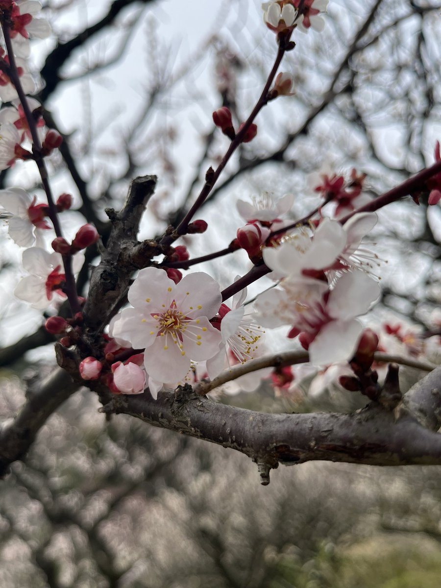 ao_ringood's tweet photo. 宝塚行く前に、中山寺の梅まつりへ
散��始めてたけど、綺麗でした！
改めて、関西暖かくてビックリ🫢今日、家出た時は雪めちゃくちゃ積もってたのに…(道民) https://t.co/FhenrAG7Mn