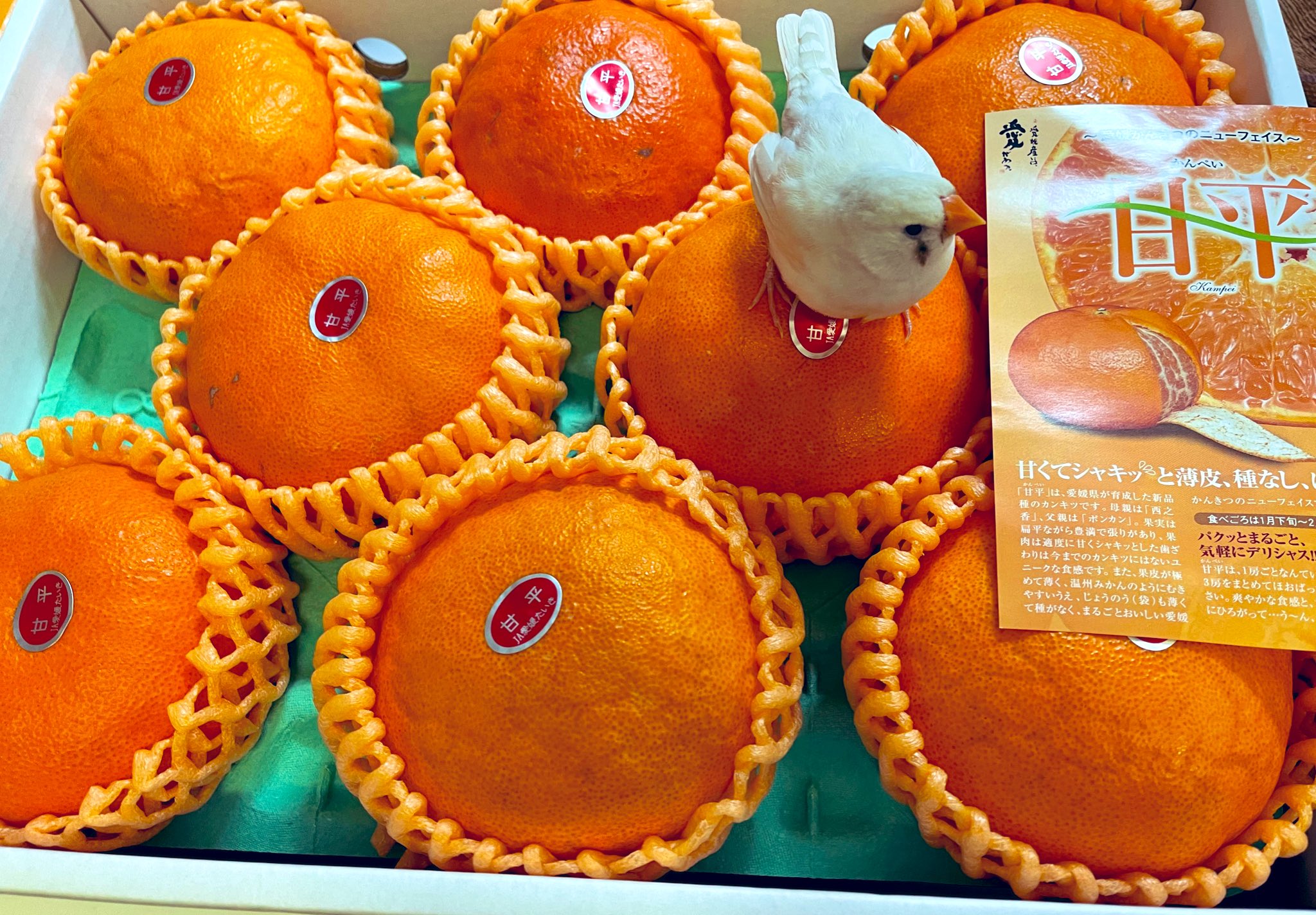 本日もきたーーー‼️数量限定‼️ビックパンツ甘平たちゃん約5k6980円36 甘平 - البحث / X