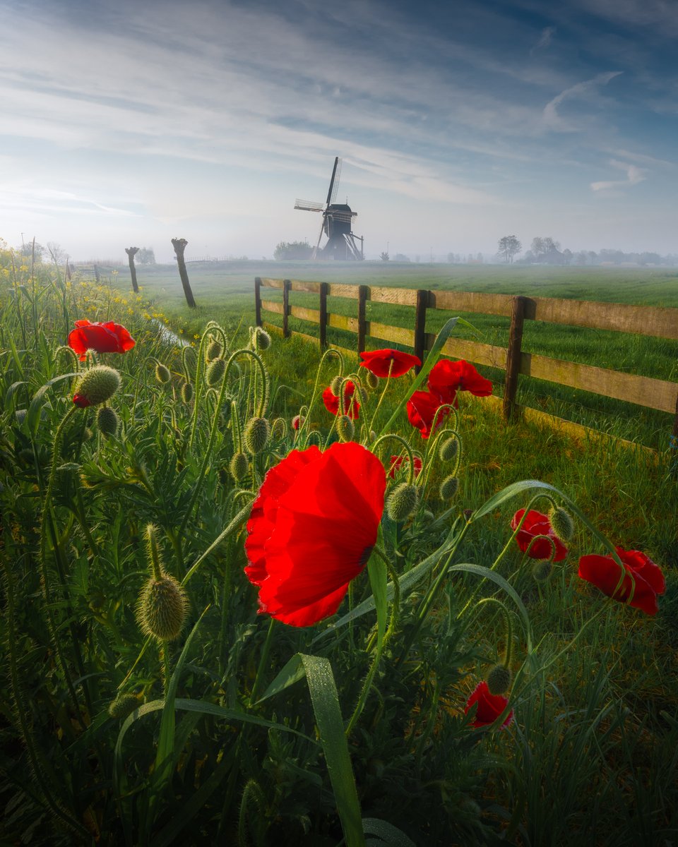 “If you must look back, do so forgivingly. If you must look forward, do so prayerfully. However, the wisest thing you can do is be present in the present, gratefully.” ~ Maya Angelou Happy Monday, everyone.♡ 𓂃 © Albert Dros