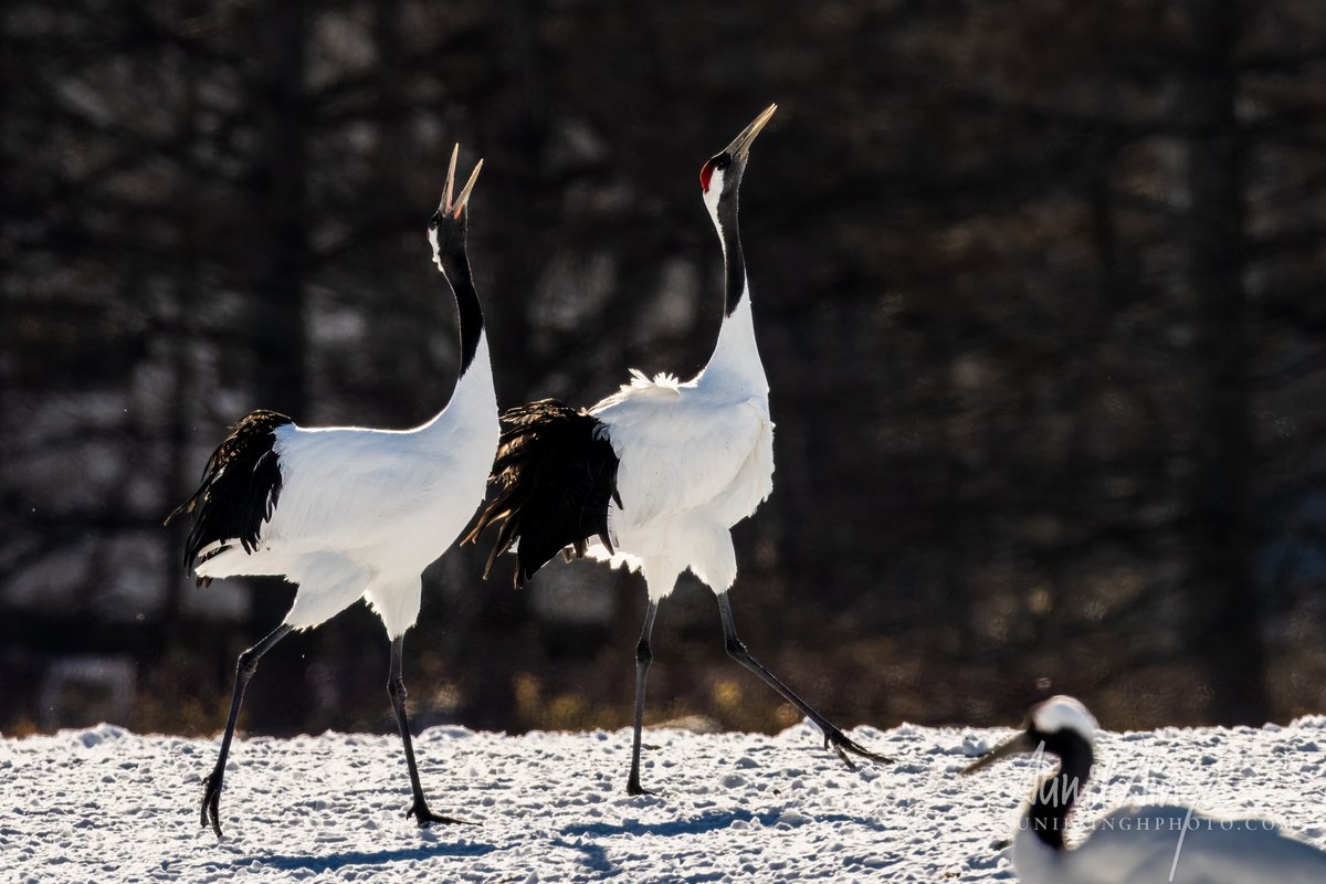 SinghSunil's tweet photo. Red-crowned Crane (Grus japonensis), Hokkaido, Japan. 2024.
One of the largest cranes with wingspans of up to eight feet.
#birds #crane #naturephotography #wildlifephotography #wildlifeconservation #wildlifeplanet #wildlifeaddicts @sonyalpha #sonyalpha #sonya1 #sony600mmf4 https://t.co/Y7nbDPaaPr