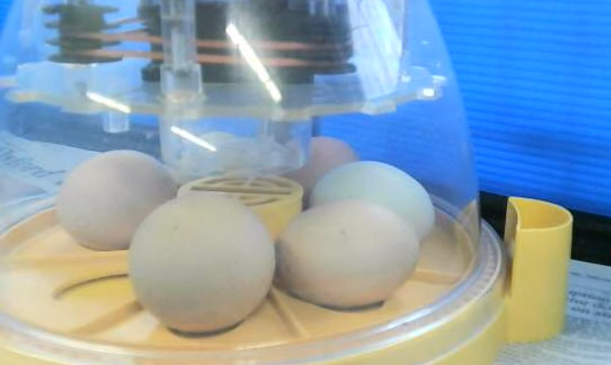 We're kicking off #britishscienceweek with a Monday Science Quiz and, very excitingly, the launch of our daily live web cam in school during registration to watch these eggs hatch into chicks. One of the eggs has started moving... Day 1🥚🥚🥚🥚🥚