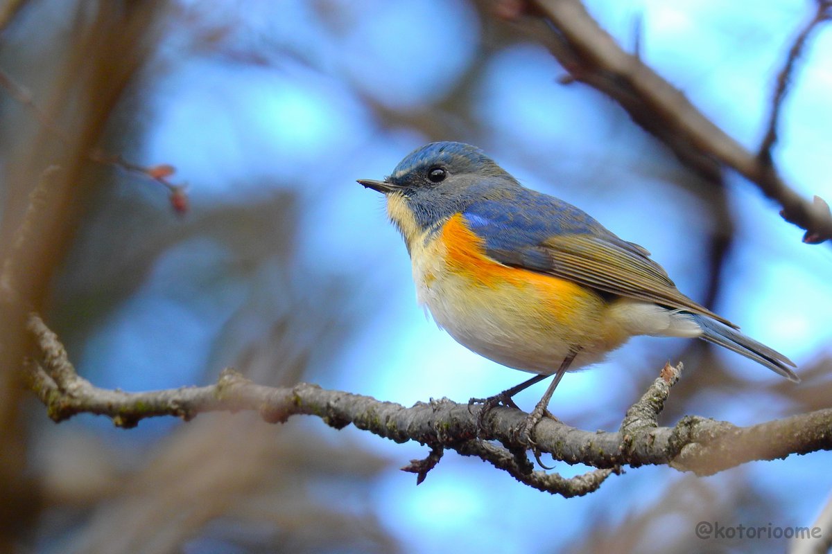 kotorioome's tweet photo. 野鳥観察を始めてからは、春が来る待ち遠しさよりも、冬が終わってしまう寂しさのほうが大きくて── 冬の主役は、透き通る空の青を残して故郷へと帰っていきました。
#ルリビタキ https://t.co/JKD9toO72h
