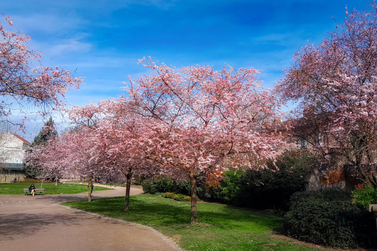 Ca sent bon le printemps dans les parcs de Nancy ! 🌸 Une photo #LundiFleuri parfaite pour commencer la semaine >  mon-grand-est.fr/decouvrir-nanc…
.
.
.
#FrenchMoments #DestinationNancy #NancyTourisme #MeurtheEtMoselle #AmazingLorraine #ExploreFrance #EnFranceAussi #MagnifiqueFrance