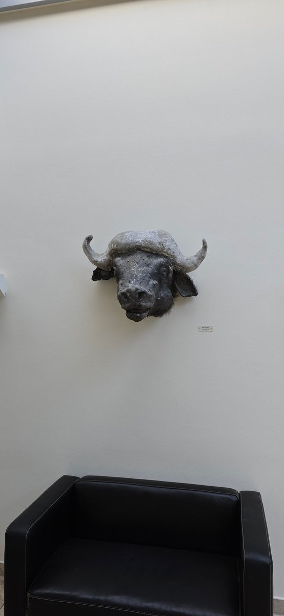 RealCoin10's tweet photo. @EylemCulculoglu Almanya'da sparkasse bankası duvara boğa kafası asmış. Onlarda Bullish mi ?
#Btc #ETH https://t.co/vNANgZFzDG