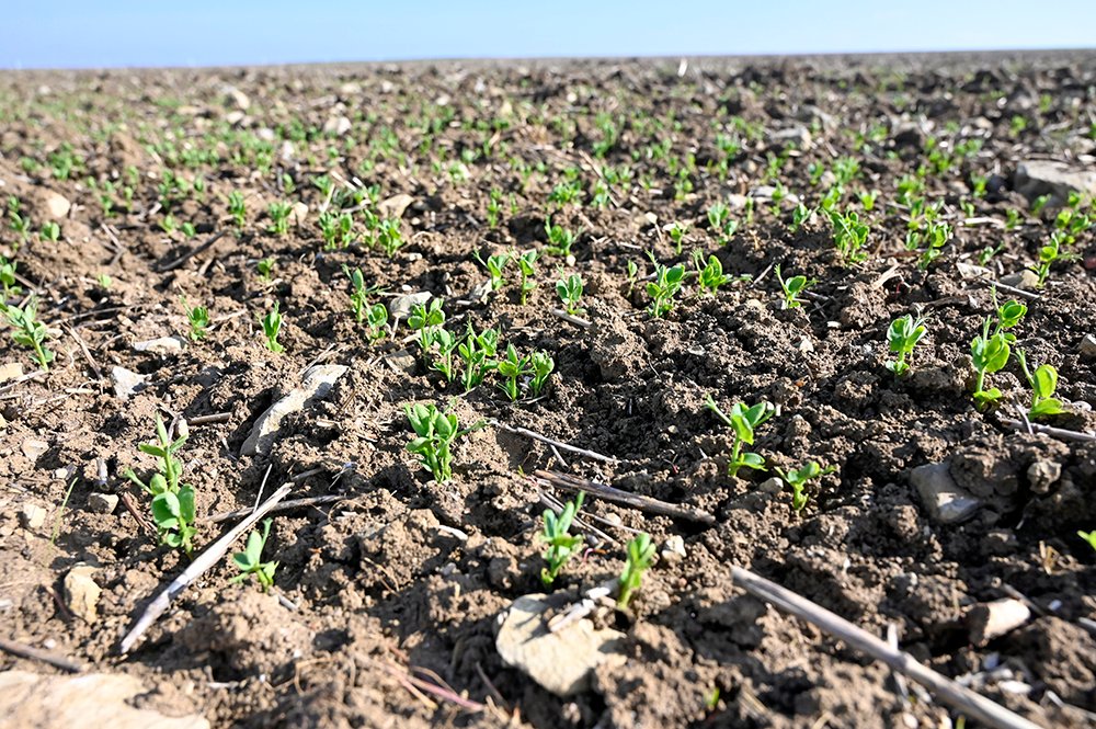 Clarisse_TI_NE's tweet image. L’eau reçues cet l’hiver et les t° douces sont favorables au développement de maladies sur #pois, #féverole et #lupin d’hiver constate Bastien #terresinovia. Selon l’état sanitaire, envisager au besoin une intervention fongicide « précoce ».
terresinovia.fr/-/proteagineux…