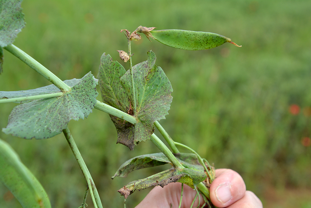 Clarisse_TI_NE's tweet image. L’eau reçues cet l’hiver et les t° douces sont favorables au développement de maladies sur #pois, #féverole et #lupin d’hiver constate Bastien #terresinovia. Selon l’état sanitaire, envisager au besoin une intervention fongicide « précoce ».
terresinovia.fr/-/proteagineux…