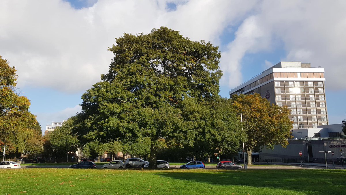 Today we launch our 'Where's That Tree To?' game! Running up to this year's Plymouth Urban Tree Festival. If you want to play, follow the festival on Facebook or Instagram. Here is the first photo. An easy one to start! #wheresthattreeto