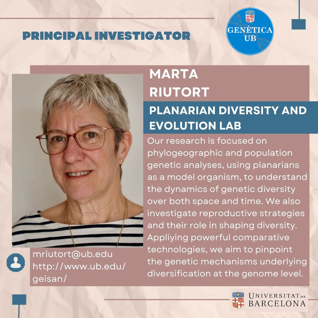 #MeetTheTeam |👥Presenting Marta Riutort's group today: the 'Planarian Diversity and Evolution Lab'. @RiutortLab Explore the newest Meet the Team feature in our @GeneticsUB section! 🔗ub.edu/geisan/