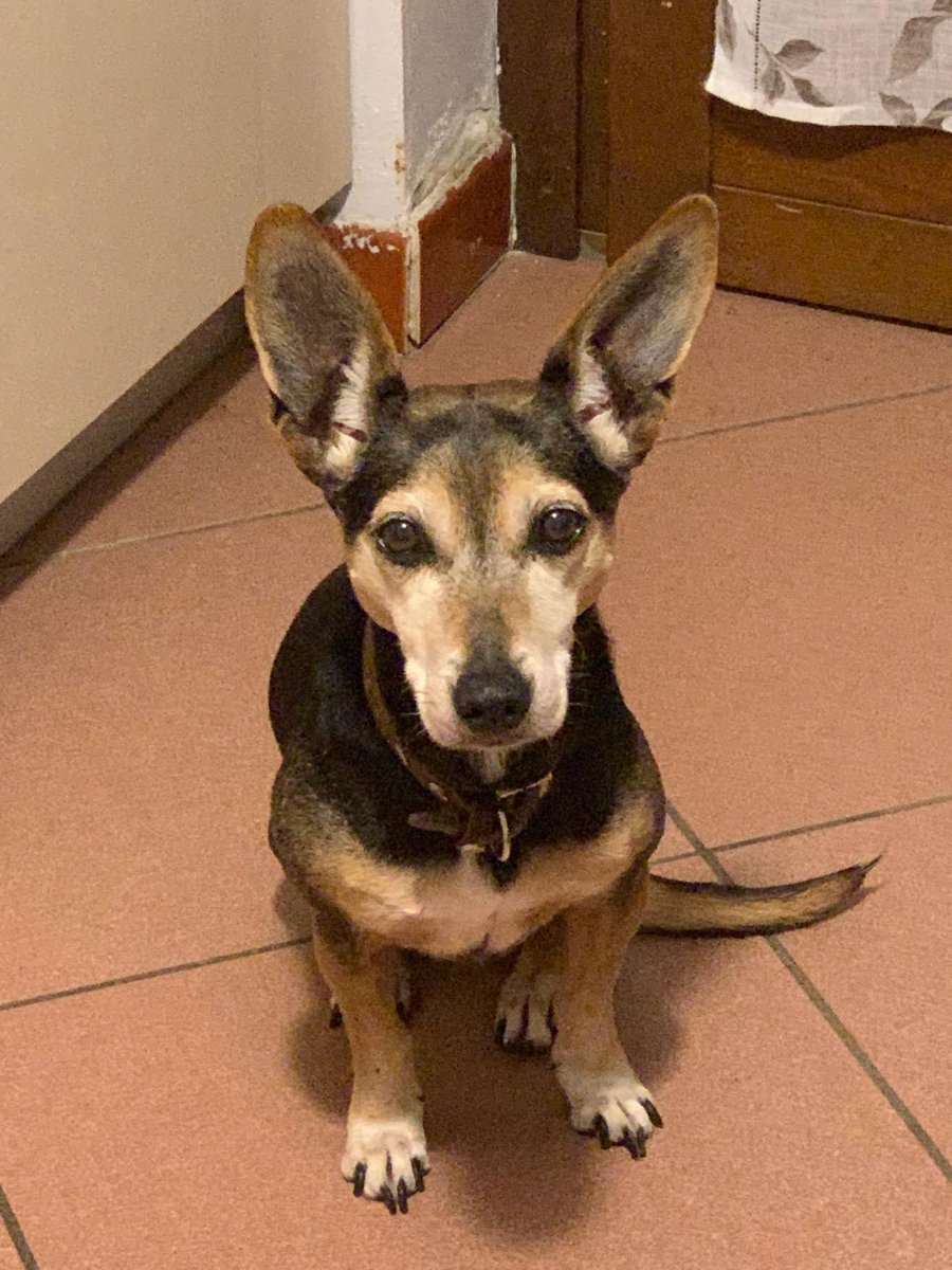 AdoptEu's tweet photo. Olivia 10 anni cerca casa!!
Sterilizzata
3472723987 https://t.co/KdwrJZYIhX