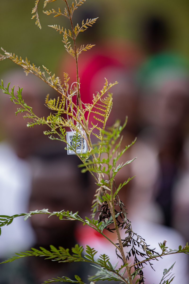 digitalgreenly's tweet photo. We’re revolutionizing tree planting through digital innovation. Our mission is to transform good intentions into lasting impact by leveraging the power of technology in environmental stewardship.
#greentechnology #climatechange #green #globalwarming #pollution #environment #trees https://t.co/uQeq0hykjV