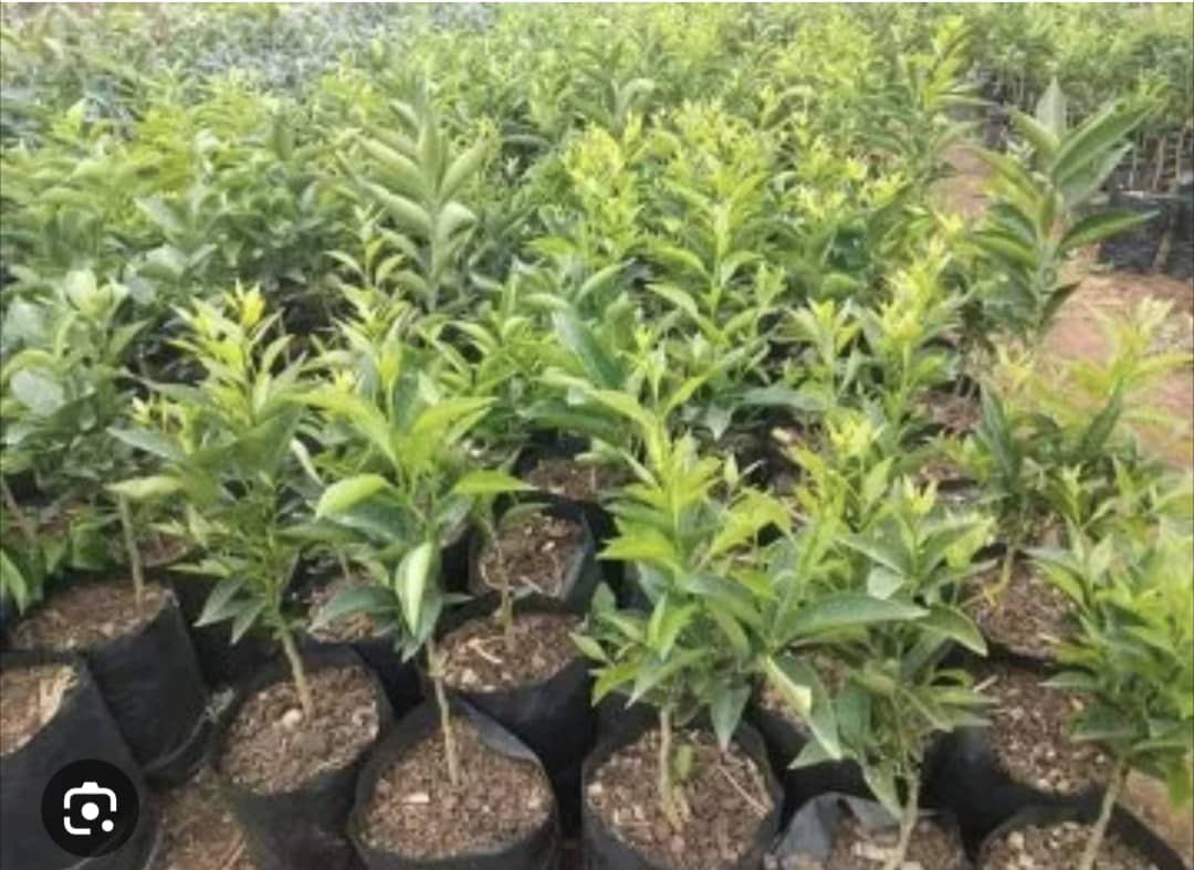 digitalgreenly's tweet photo. We’re revolutionizing tree planting through digital innovation. Our mission is to transform good intentions into lasting impact by leveraging the power of technology in environmental stewardship.
#greentechnology #climatechange #green #globalwarming #pollution #environment #trees https://t.co/uQeq0hykjV