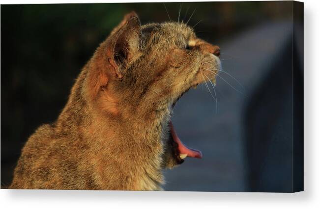 Good morning 🥱 'A Cat's Yawn' is here: kathrin-poersch.pixels.com/featured/a-cat… #yawn #morning #AYearForArt #cat #yawning #wildlife #WildlifePhotography #BuyIntoArt #POTD #photography #ArtCollector #CanvasPrint #canvas #wallart #walldecor #giftideas #catlover #goodmorning #tired #CatsOnX #art