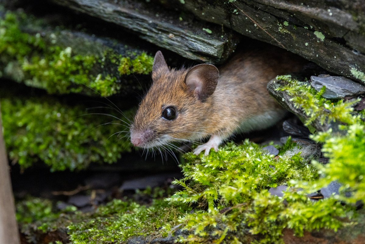 Dathlu llawenydd Llygoden y Coed sy'n cael ei hanwybyddu'n aml! Yn y rhifyn cyfredol o Natur Cymru, mae @ClewsBecky o @NatResWales yn proffilio’r cnofil gwydn a sbonciog yma. 📷 Anthony Roberts bit.ly/NaturCymru2024 @INCCymru