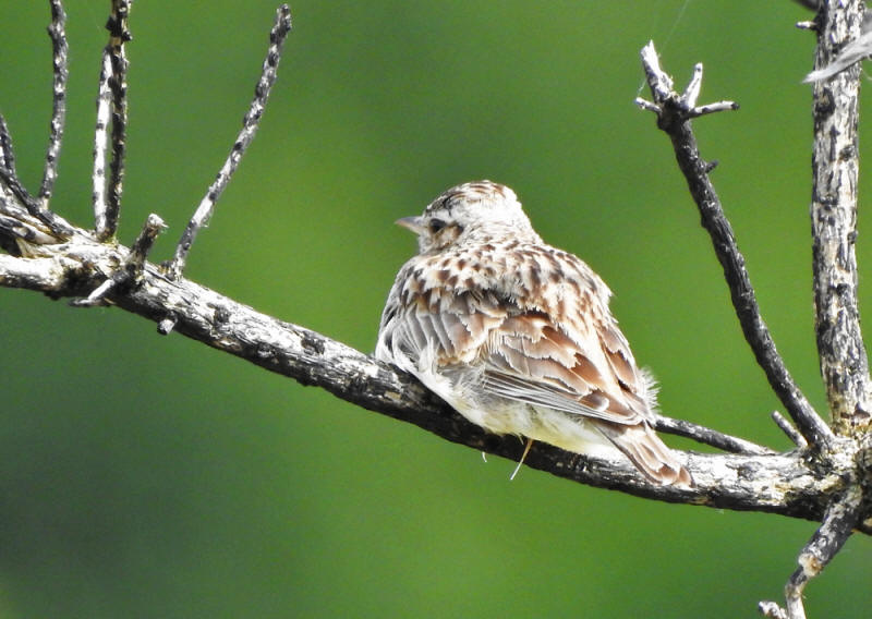 March 8th - 10th: HIGHLIGHTS: Avocet, Goosander, Little Gull, Northern Wheatear, Pink-footed Goose, Red Kite, Ring-necked Parakeet, Sand Martin and the first ever March record of Woodlark! Visit: thebirdsofsouthgloucestershire.co.uk 📸Tbosg