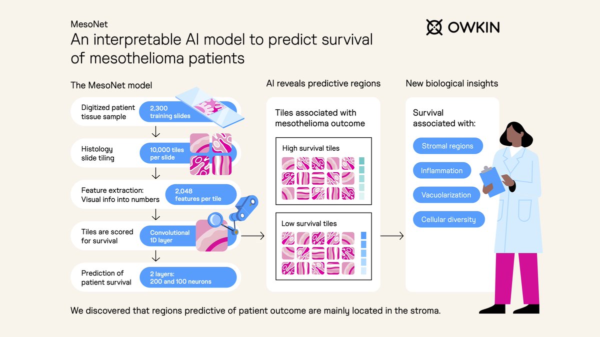 Owkin’s AI is #accelerating and #augmenting #biology: today we deep dive into MesoNet – an Owkin-built interpretable #AI model for predicting the survival of mesothelioma patients from whole slide digital images.👇