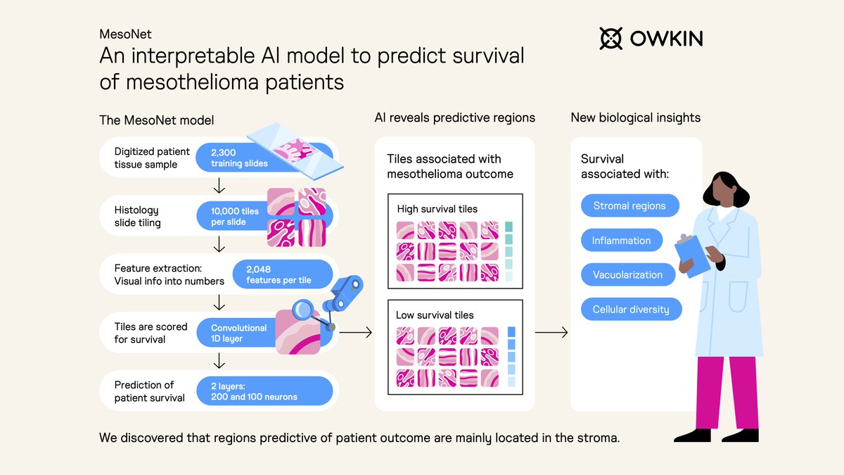 OwkinScience's tweet photo. Owkin’s AI is #accelerating and #augmenting #biology: today we deep dive into MesoNet – an Owkin-built interpretable #AI model for predicting the survival of mesothelioma patients from whole slide digital images.👇 https://t.co/7p1D58EcaX