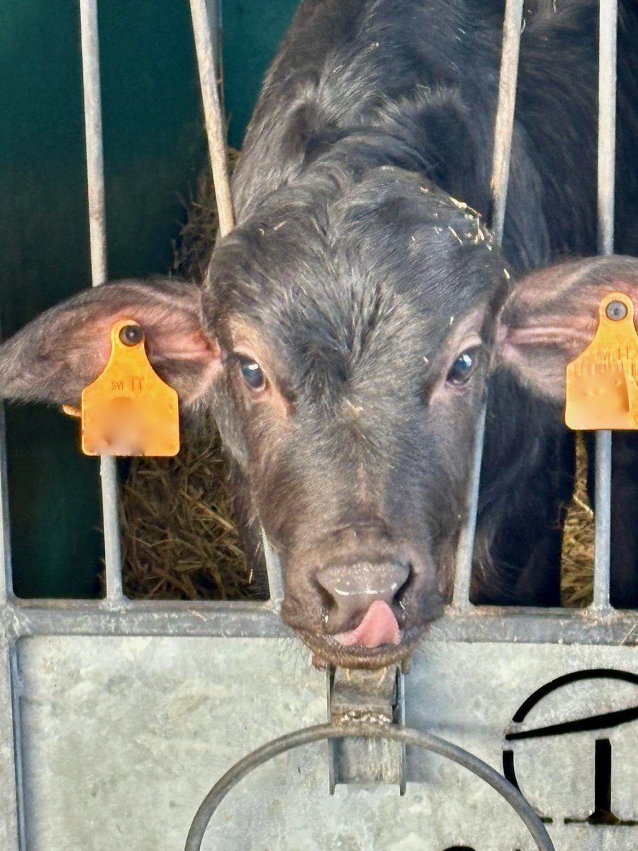 ARN_Home's tweet image. Monday mornings on an Italian buffalo farm - Quattro Portoni. Mozzarella for breakfast anyone? #everydayisalearningday
