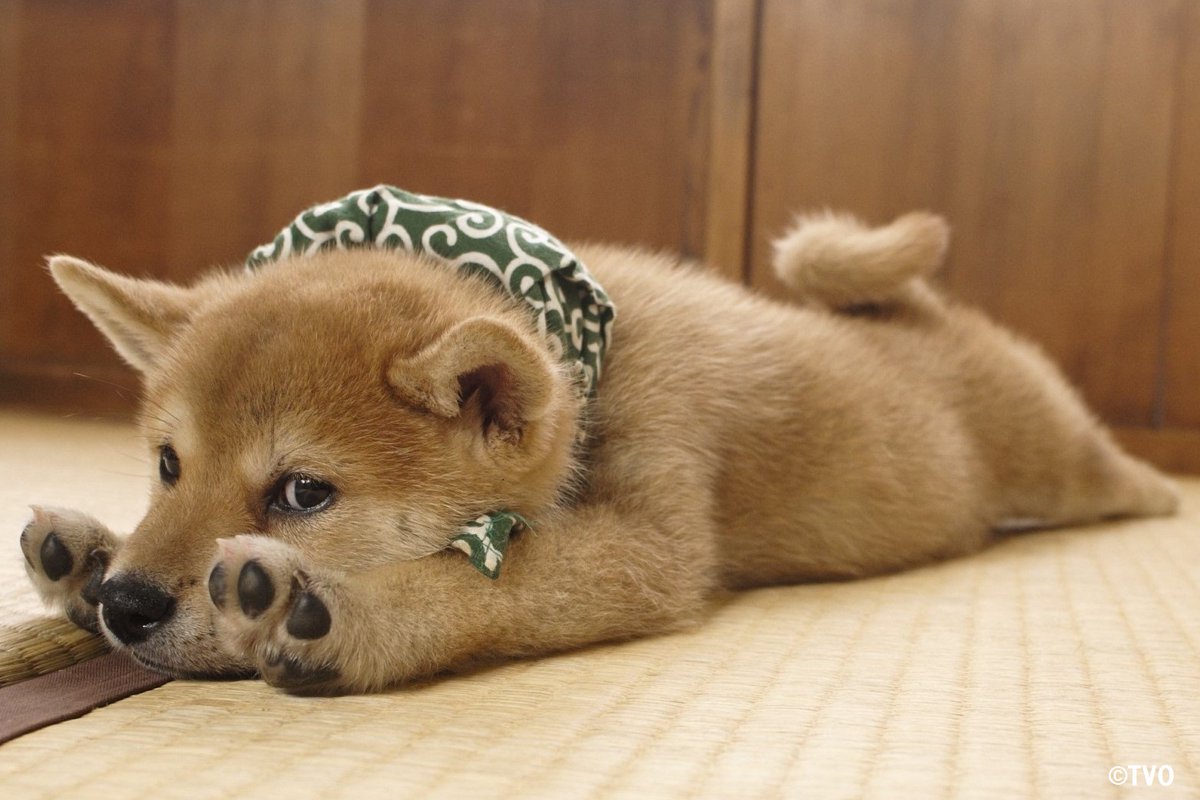 眠たくなった時の豆助。😚１０代目豆助。 🐶youtu.be/0NEpmtr0qBk #柴犬 #豆助 #puppy #犬のいる暮らし