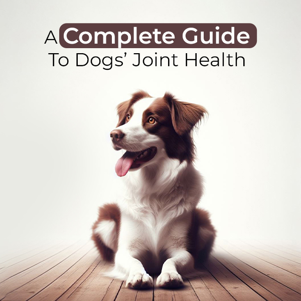 DiscountPetMart's tweet image. Understand Dog's Joint Health and Joint Problems

#doghealthcare #jointhealth #DogJointHealth #dog #pets #dogcare #doglove #pethealth #petlovers