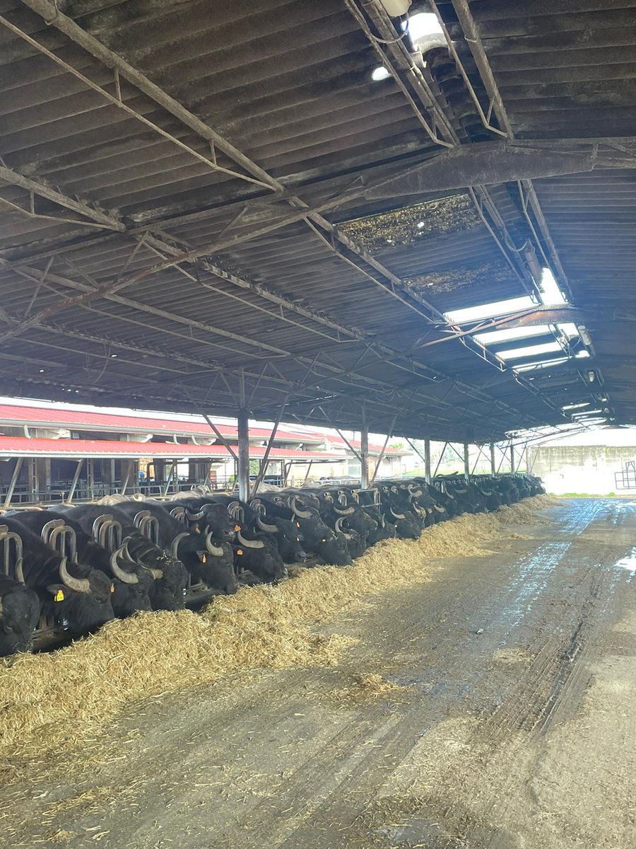 ARN_Home's tweet image. Monday mornings on an Italian buffalo farm - Quattro Portoni. Mozzarella for breakfast anyone? #everydayisalearningday