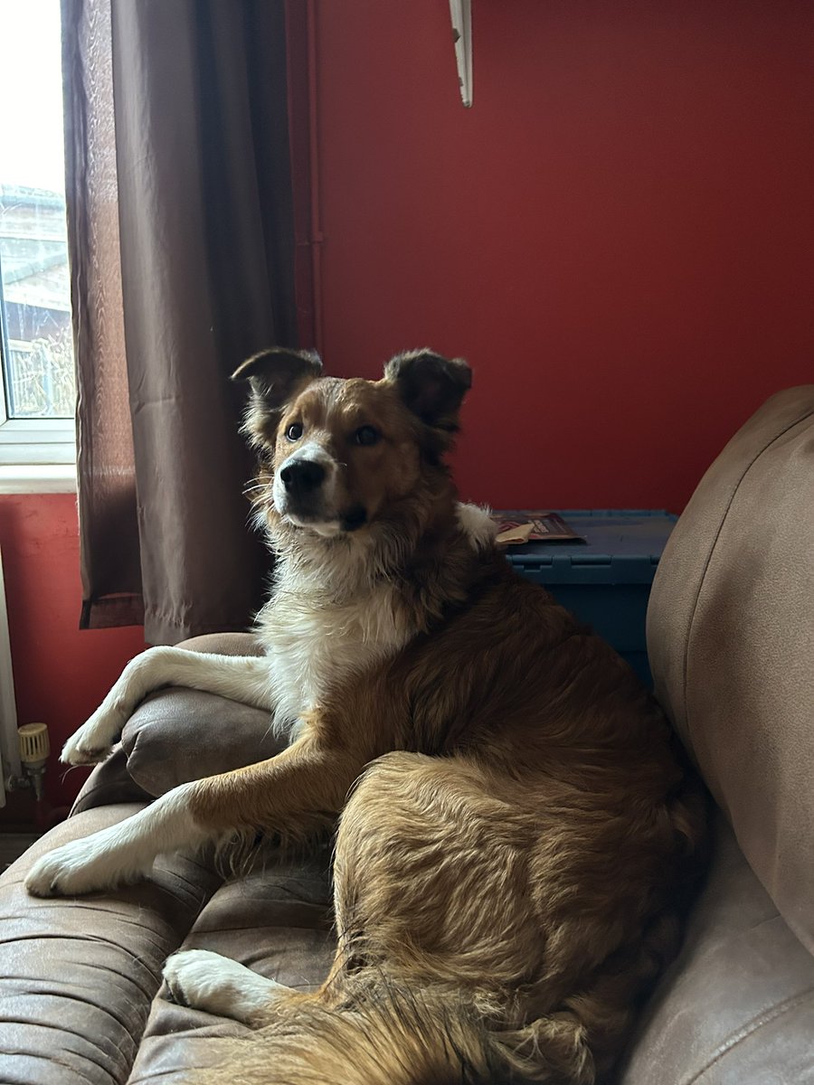 Strike a pose Mister Tedster 🥰🐶🐾

#bordercollie #dogsofinstagram #bordercolliesofinstagram #dog #bordercolliesrock #bordercollielife