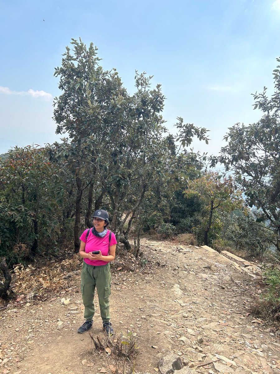 It's sad that you hardly find Rhododendron flowers on the hiking trail of around the Kathmandu valley because of the habit of picking by some people. “If you love the flower, please don’t pick it up. Appreciate the beauty it creates for the environment / nature." #nationalflower