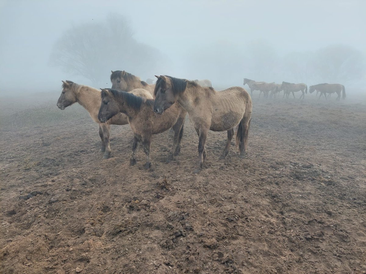 VANLTCW's tweet photo. Woensdag 6 maart zijn de paarden en runderen weer losgelaten. Eindelijk na ruim 3 maanden weer van de hoogwater vluchtplaats af. In de middag toen de zon begon te schijnen zochten de dieren de vrijheid op. Meer foto's op  https://t.co/ooihKpS8U3 https://t.co/NCe8NuHfxE