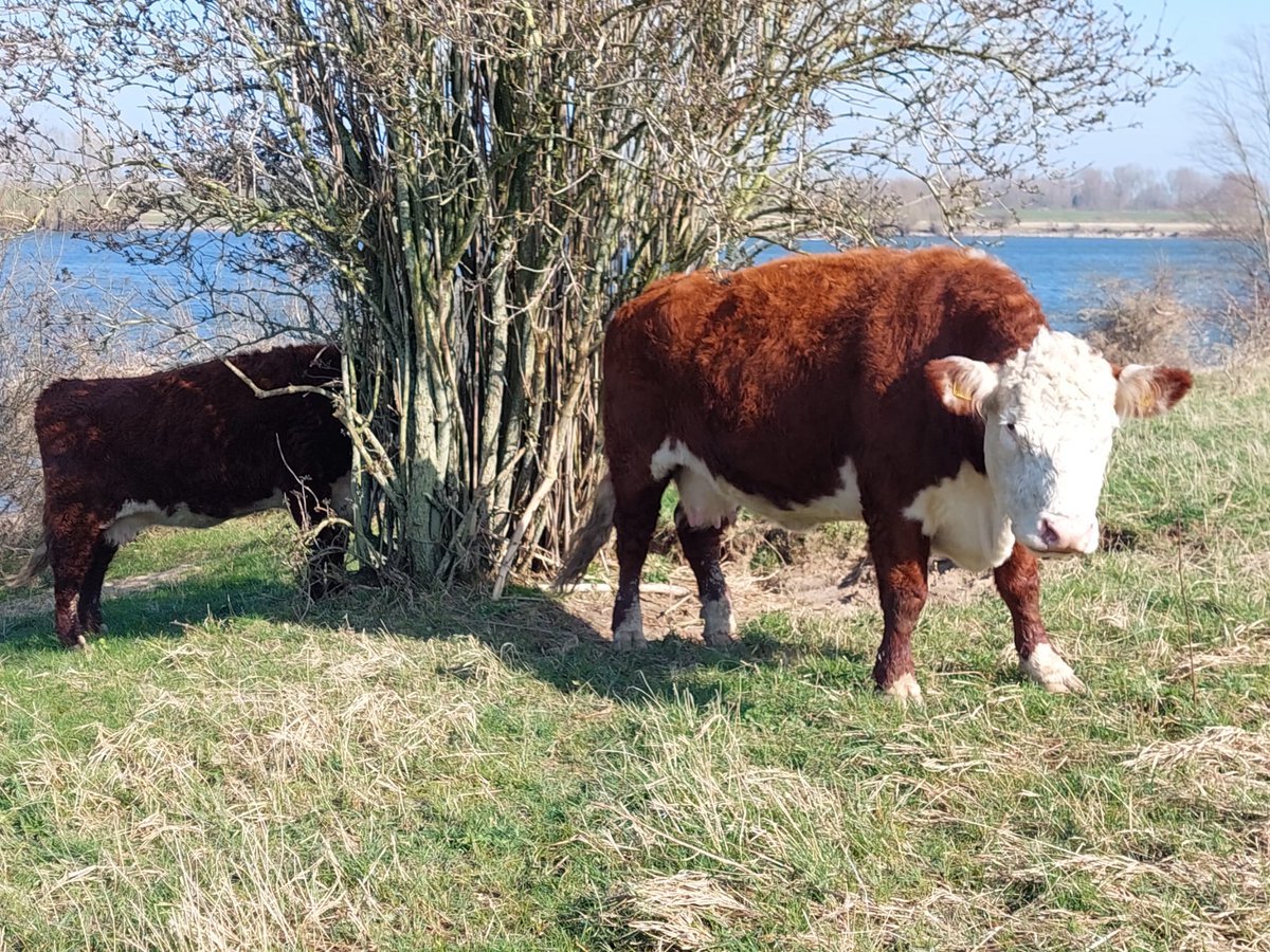 Woensdag 6 maart zijn de paarden en runderen weer losgelaten. Eindelijk na ruim 3 maanden weer van de hoogwater vluchtplaats af. In de middag toen de zon begon te schijnen zochten de dieren de vrijheid op. Meer foto's op  vanltcw-kreun.nl