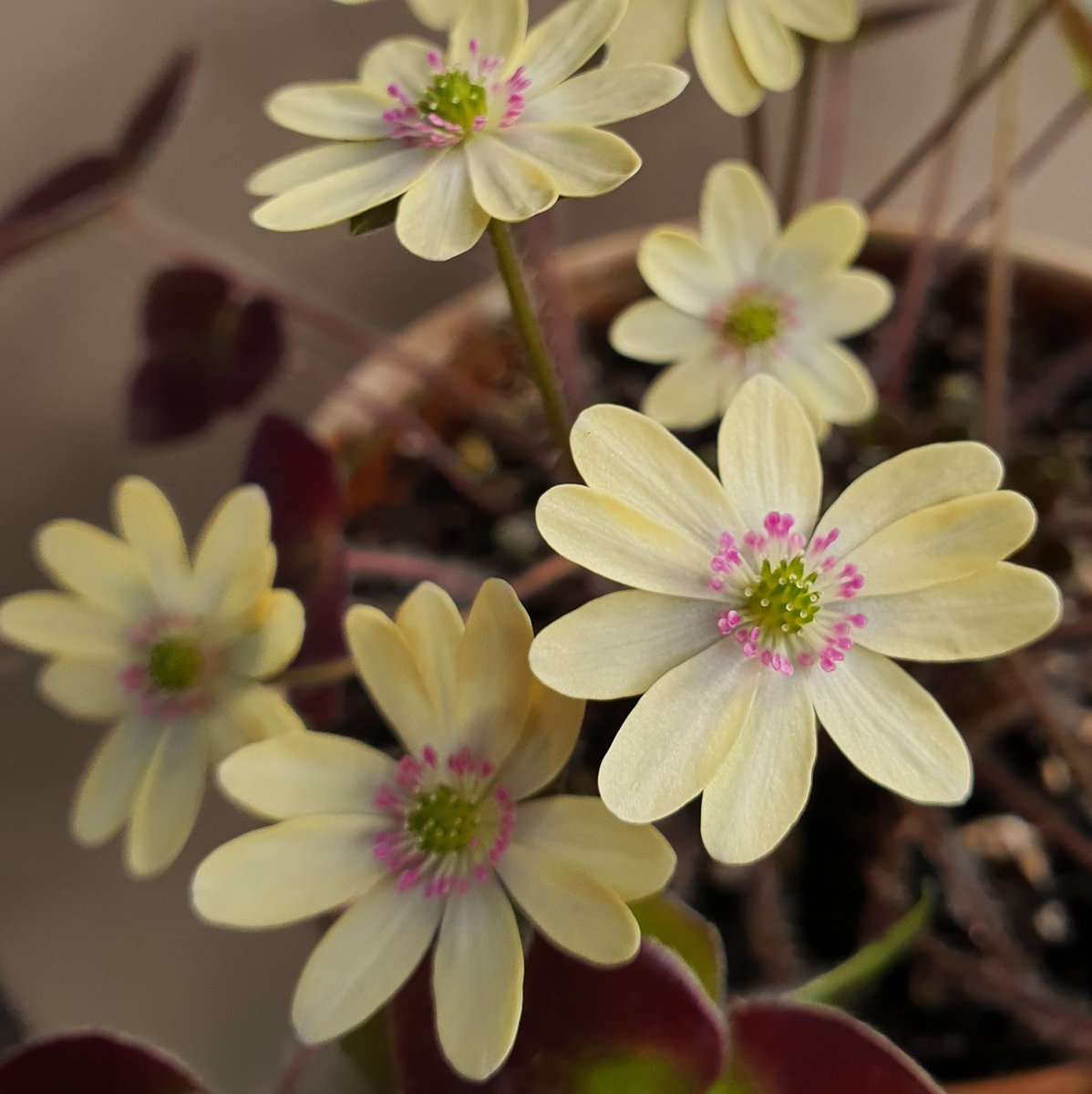 The next joint AGS & SRGC show and plant fair will take place this Saturday at Kirkbie Kendal School, Lound Road, Kendal, LA9 7EQ. The plant fair opens at 10am & the show hall at 11.15am. Alongside our members' sales table there will be eight specialist nurseries attending.