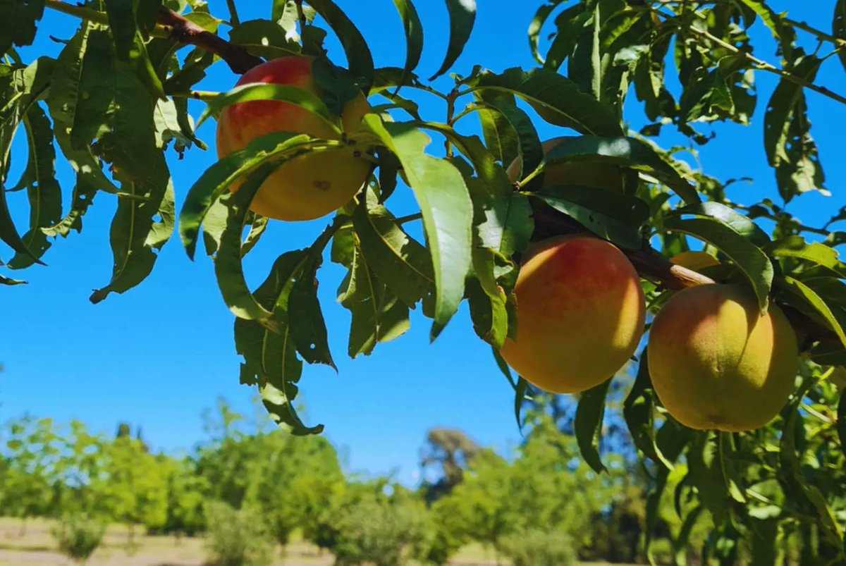 🇦🇷 boosts technology use to improve food systems ♻️. Experts from @intaargentina collaborated to develop the app “BioTango” which analyses genomic, phenotype & climatic data to optimize yields & resource utilization within fruticulture productions. AI techniques increase ♻️. 🍑🇦🇷