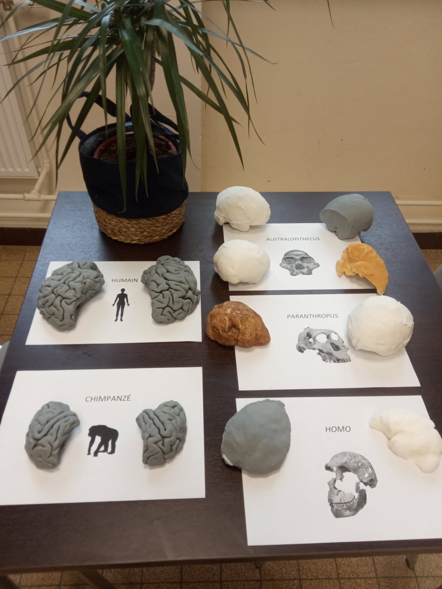 BeaudetAmelie's tweet image. Happy #BrainAwarenessWeek2024! Un petit aperçu de ce que les participantes et participants à la conférence de demain soir à @emfpoitiers pourront voir 👇 Infos et réservations: emf.fr/46249 @palevoprim @DR08_CNRS @CNRSecologie @UnivPoitiers