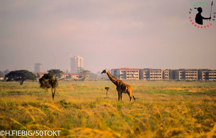 Treasures_Kenya's tweet photo. 🇰🇪 🇰🇪 Treasure Hunt Nairobi  - “The World’s Only Wildlife Capital” ❤️🦒🦒🦓🦓🦏🦏🐾👣😍
Did You Know? Nairobi National Park established back in 1946 is Kenya’s first and at 78 years it is Kenya’s oldest National Park .
#MagicalKenya #TreasureKenya #NairbiNationalPark https://t.co/Ng1z3G6lOj