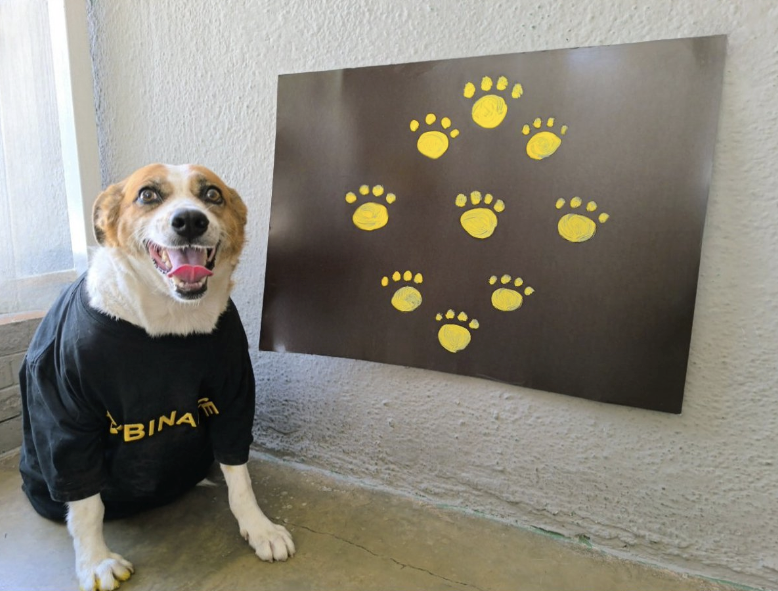 Binance (@binance) on Twitter photo The proudest #Binance dog.
Only 2 more days to go before our #BinanceDog vs #BinanceCat competition ends - get involved for an opportunity to win $800!
📸 <a href="/alejsof/">Alejandra Sofía 🌸🐵</a> The proudest #Binance dog.
Only 2 more days to go before our #BinanceDog vs #BinanceCat competition ends - get involved for an opportunity to win $800!
📸 <a href="/alejsof/">Alejandra Sofía 🌸🐵</a>