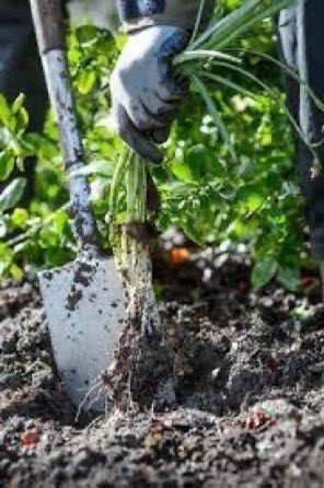 thegardenvsw's tweet photo. This brings me to two things I wanted to say. The first is about snowdrops. The time to move them if you wish to do so is just after they have #flowered; in other words, now. (Do not cut off their heads as they are very generous in seeding themselves). https://t.co/44CiMEpQgC