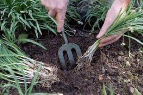 thegardenvsw's tweet photo. This brings me to two things I wanted to say. The first is about snowdrops. The time to move them if you wish to do so is just after they have #flowered; in other words, now. (Do not cut off their heads as they are very generous in seeding themselves). 
https://t.co/n52AibYtcH https://t.co/wko19nVKqI