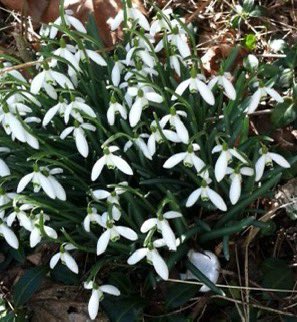 thegardenvsw's tweet photo. This brings me to two things I wanted to say. The first is about snowdrops. The time to move them if you wish to do so is just after they have #flowered; in other words, now. (Do not cut off their heads as they are very generous in seeding themselves). 
https://t.co/n52AibYtcH https://t.co/wko19nVKqI