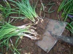 thegardenvsw's tweet photo. This brings me to two things I wanted to say. The first is about snowdrops. The time to move them if you wish to do so is just after they have #flowered; in other words, now. (Do not cut off their heads as they are very generous in seeding themselves). 
https://t.co/n52AibYtcH https://t.co/wko19nVKqI