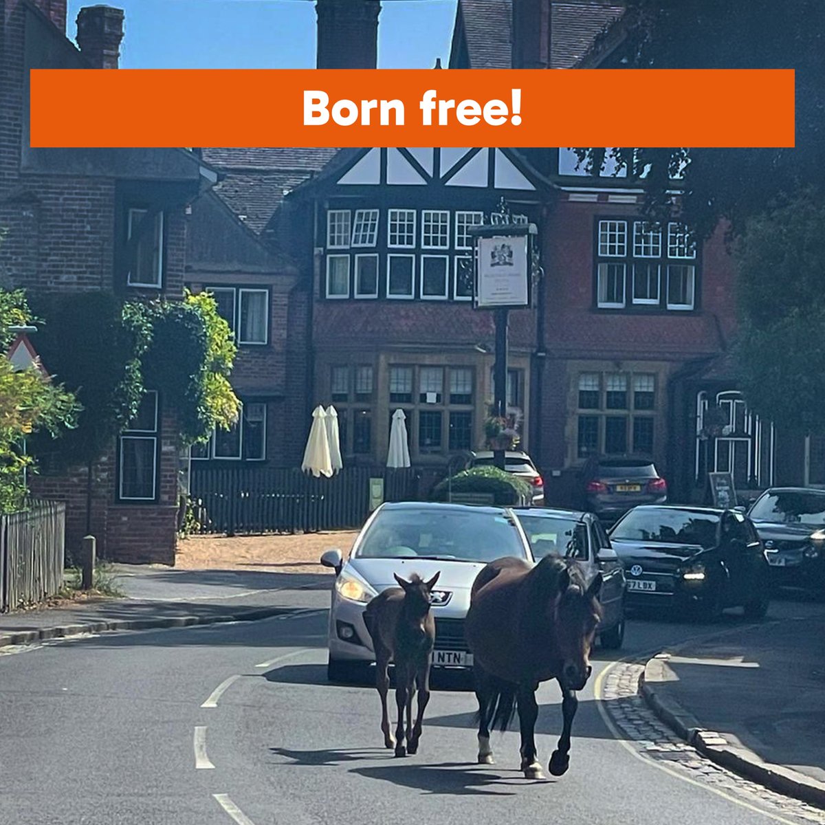 MyTicketyBoo1's tweet photo. Head to the New Forest for a great day out, especially if horses are your thing, because there are over 5,000 New Forest ponies roaming freely across its 140,000 acres. Want to go? There are eight railway stations to choose from!
#nobookingfee #noadminfee #newforestponies https://t.co/edPnkJF9U4