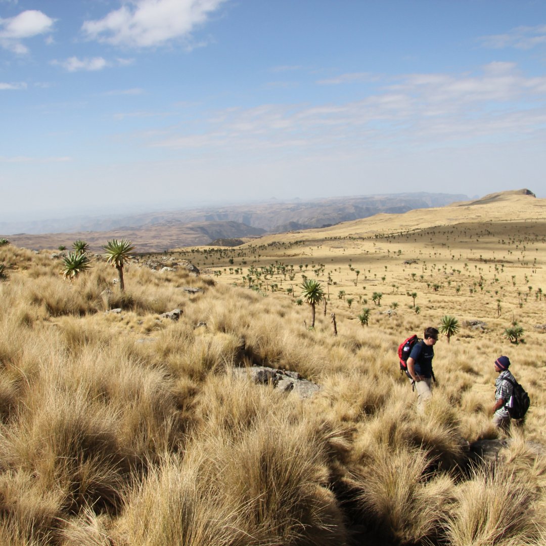 🌱 A study in Ethiopia finds climate change and soil acidity threaten crop suitability, emphasising the need for proactive adaptation strategies. 👉 bit.ly/48Fne52 via Charles Spillane, the Ryan Institute, @uniofgalway #Agriculture #SDG15