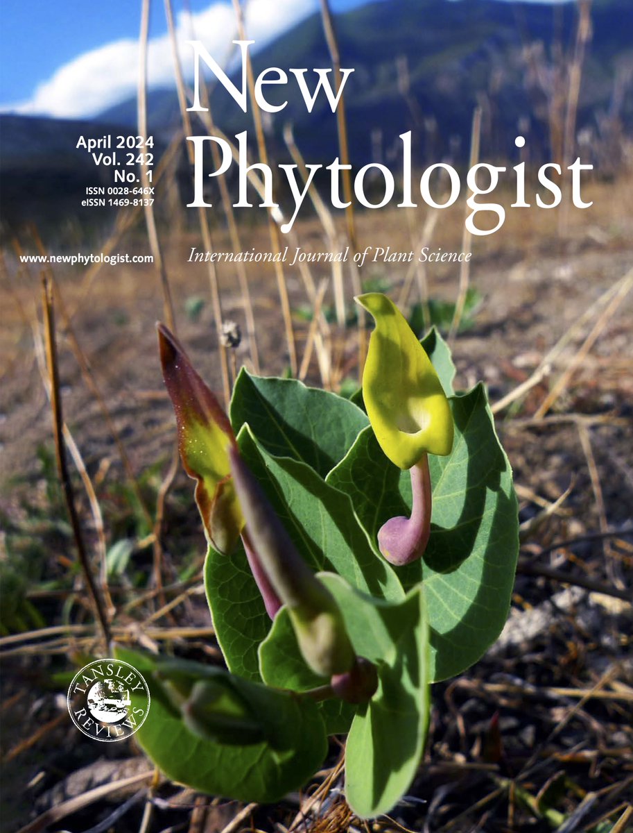 Thrilled that our recent paper led by Gao Chen on Aristolochia made it to the cover of <a href="/NewPhyt/">New Phytologist</a> !
We showed that A. delavayi mimics stink bugs to repeal vertebrate herbivores by activating TRPA1 channels
nph.onlinelibrary.wiley.com/doi/abs/10.111…