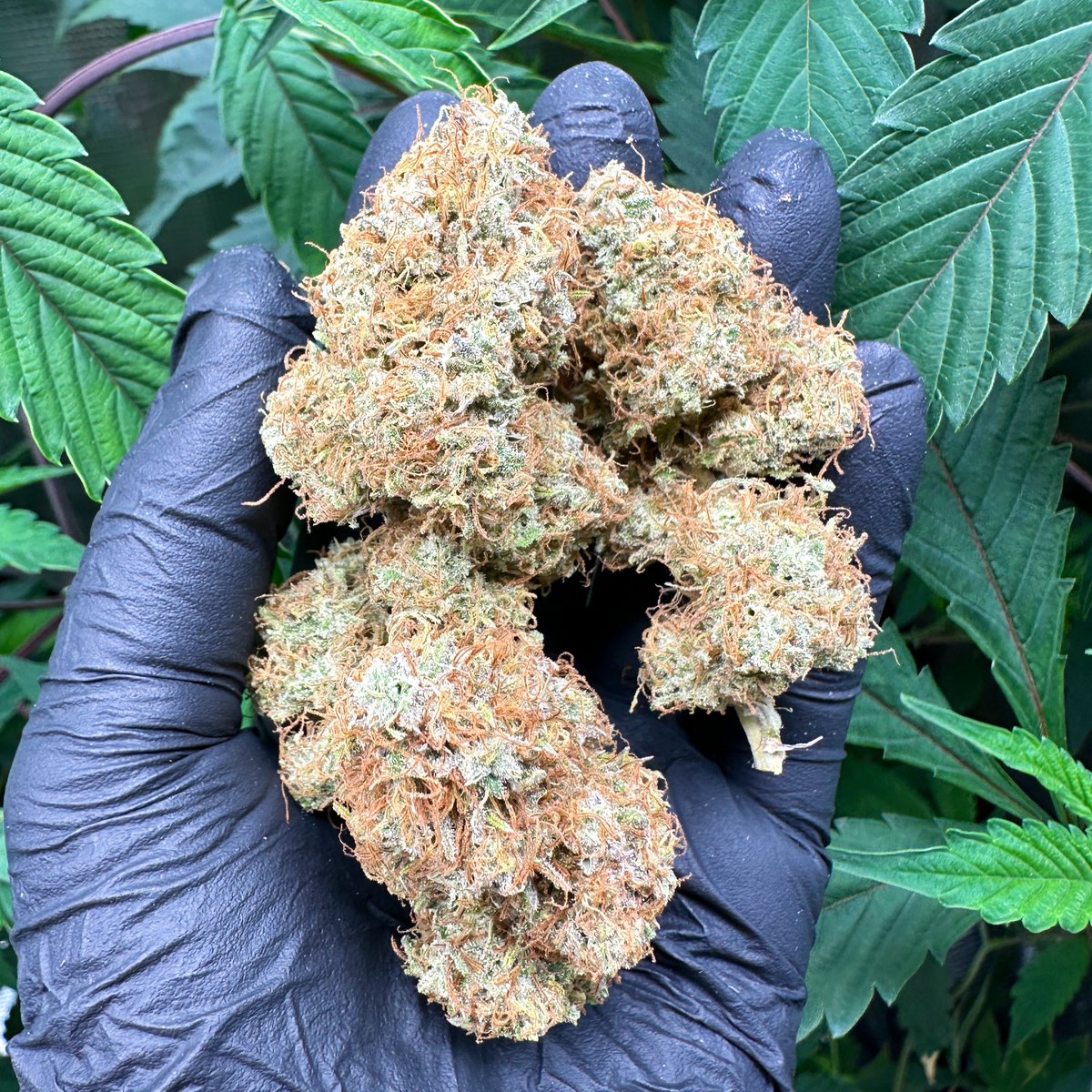 Siam Seeds tweet media