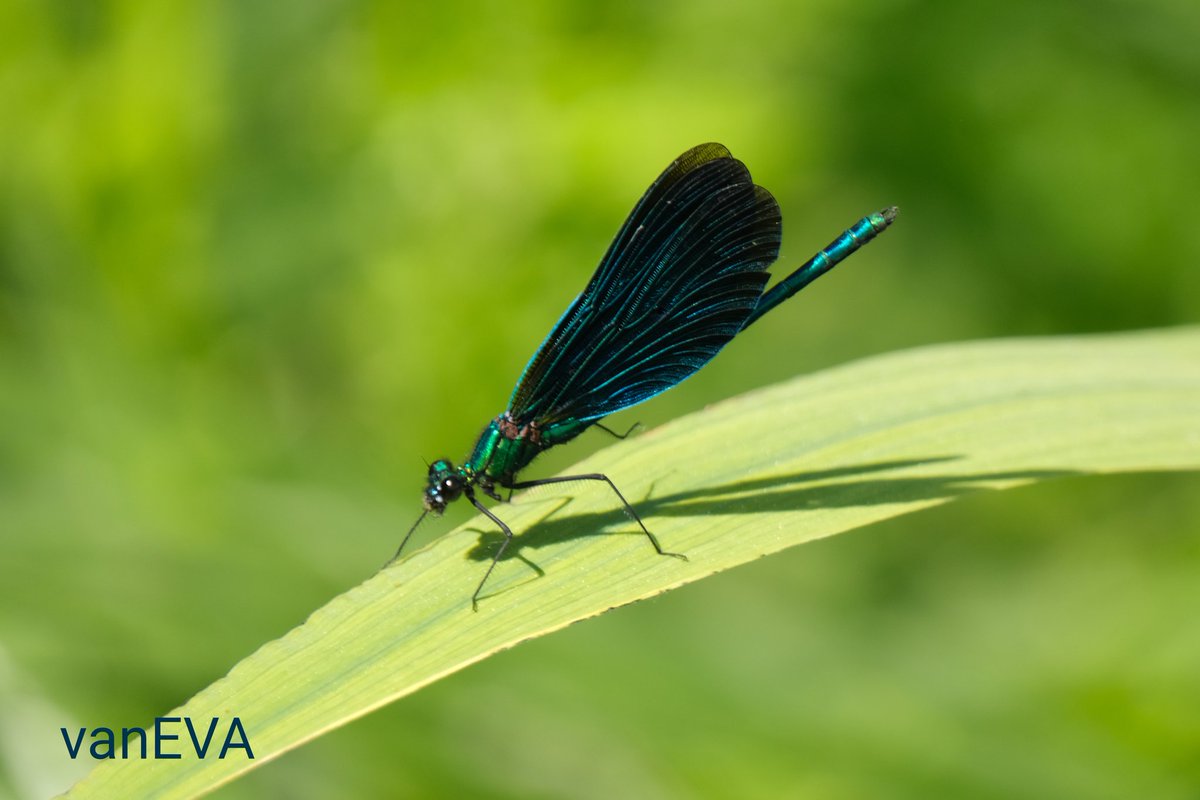 e_vanEVA's tweet image. Vandaag in #libellente de #bosbeekjuffer