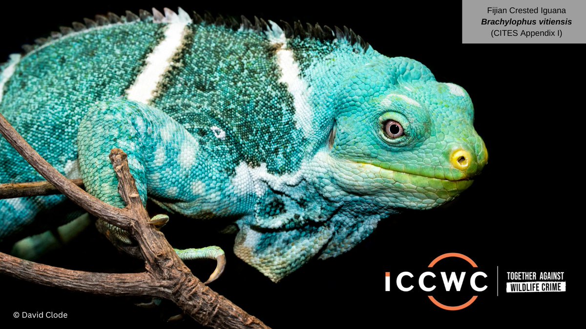 ICCWC_ES's tweet photo. Los delitos contra la fauna amenazan la supervivencia de algunas de las especies más carismáticas del mundo, así como de muchas especies menos conocidas. 🦎

Más información en ➡️ https://t.co/Cc8Uzfca5f

#ICCWC https://t.co/SaVirofN5S