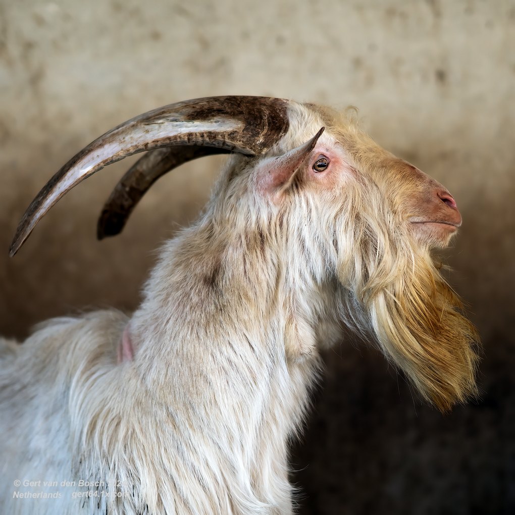 'Ze hebben gezegd dat ik op moet bokken....'