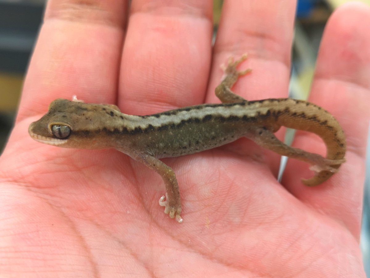 爬虫類クラブJ ひたちなか店【公式】【爬虫類倶楽部