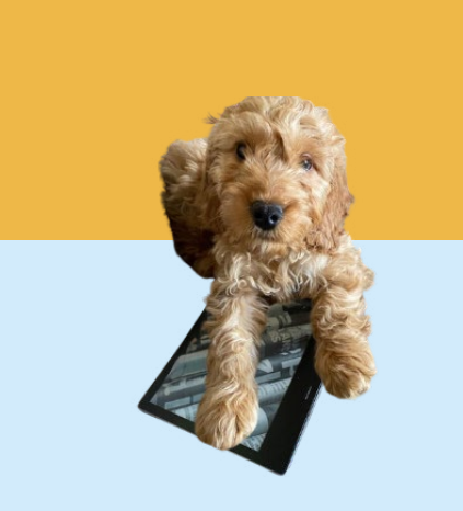 Administrator wanted! Join us to whizz through royalties, contracts and spreadsheets! Dog and donut lovers especially encouraged (though not compulsory)
joffebooks.com/careers
#Jobs #publishing #Admin